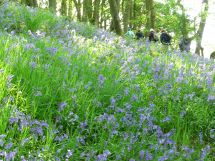 ShropshireBluebells.jpg